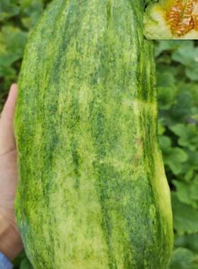 湖南菜瓜新鲜现摘应季水果
