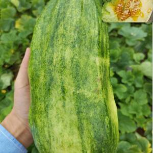 湖南菜瓜新鲜现摘应季水果