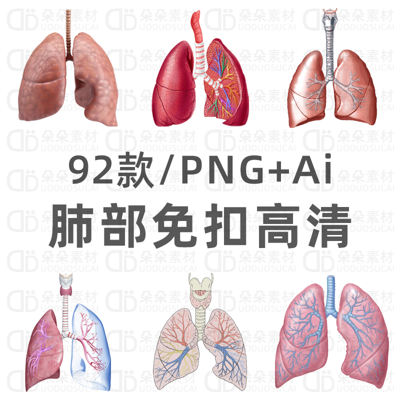 肺免扣png高清ps素材透明背景ai矢量图手绘人体肺部医学解剖挂图