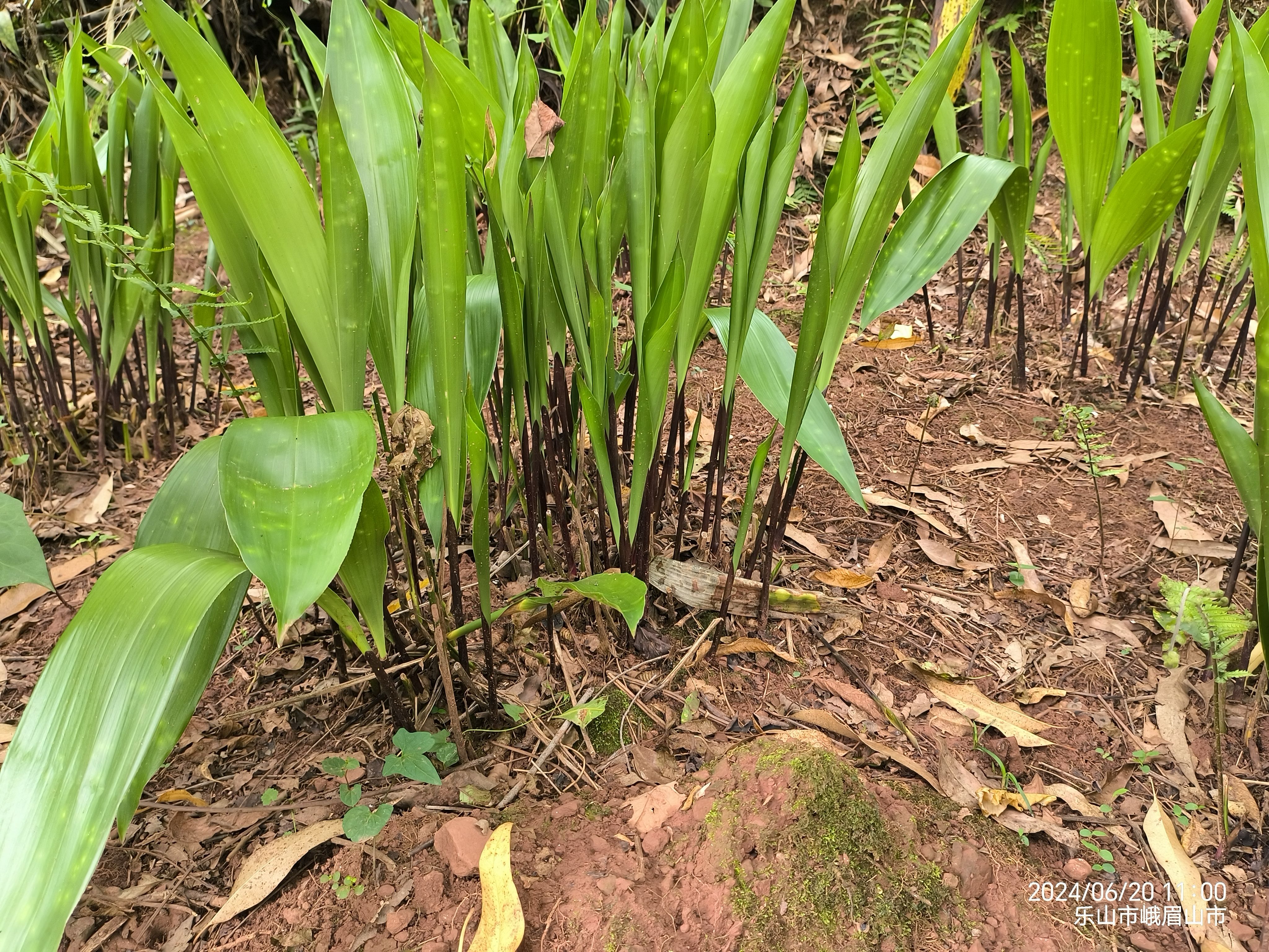 四川云南粽子叶铜钱花米花苗四季可栽包粽子圆通包邮