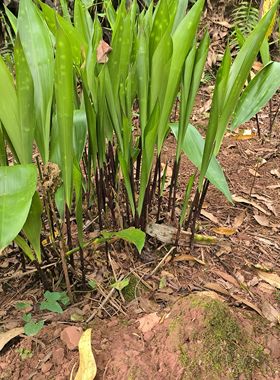 四川云南粽子叶铜钱花米花苗四季可栽包粽子圆通包邮