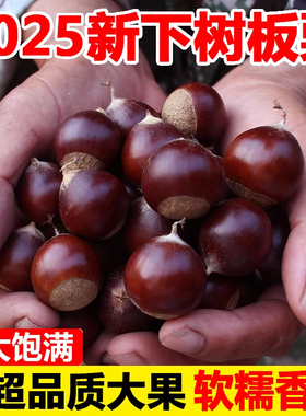 新鲜生辽宁丹东菜板栗栗子现摘罗新鲜板栗板栗大板栗产地农家板栗