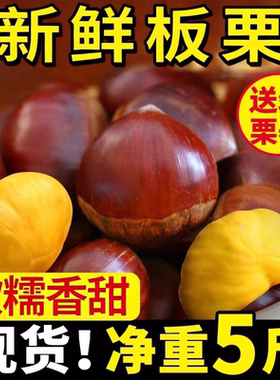 新下树新鲜生辽宁丹东菜板栗栗子新鲜板栗栗仁鲜板栗大板栗产地