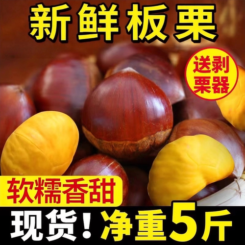 新下树新鲜生辽宁丹东菜板栗栗子新鲜板栗栗仁鲜板栗大板栗产地