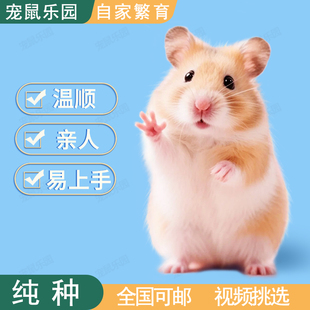 宠物仓鼠家养纯种波利金丝熊小仓鼠活体仓鼠公母可选家养网红仓鼠