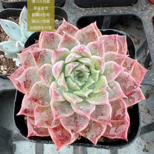 包邮 满10元 加购物车付款 繁花