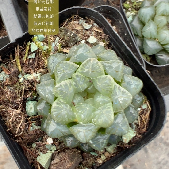 姬玉露多肉植物