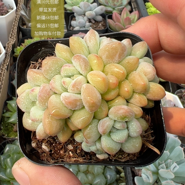 泡泡糖群【加购物车付款满10元多肉植物