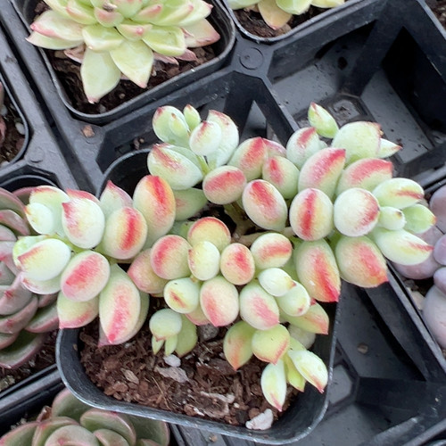 达摩福娘【加购物车付款满10元包邮】