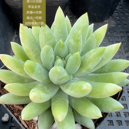 千佛手【加购物车付款满10元包邮】