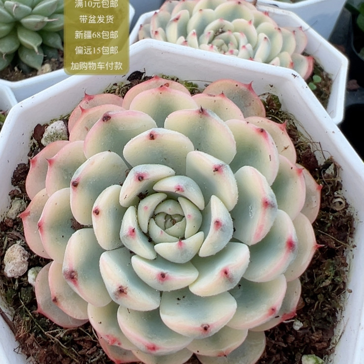 姬莲锦【加购物车付款满10元包邮】,鲜花速递/花卉仿真/绿植园艺,多肉植物,淘宝优惠券,粉丝福利购,淘宝优惠卷