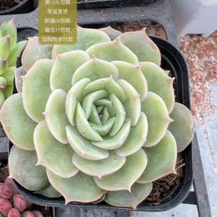 包邮 满10元 加购物车付款 昂斯诺