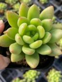 春萌 包邮 加购物车付款 满10元