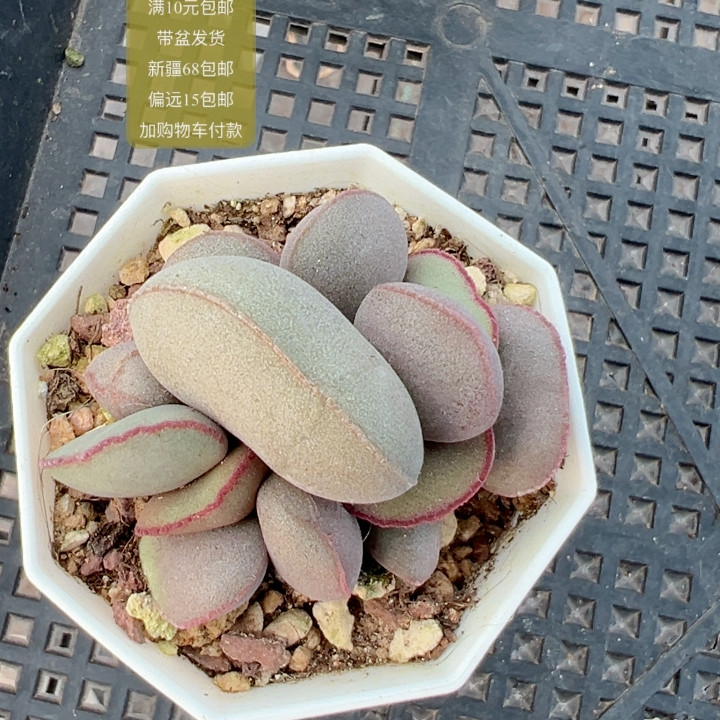 红蛋水泡【加购物车付款满10元包邮】,鲜花速递/花卉仿真/绿植园艺,多肉植物,淘宝优惠券,粉丝福利购,淘宝优惠卷