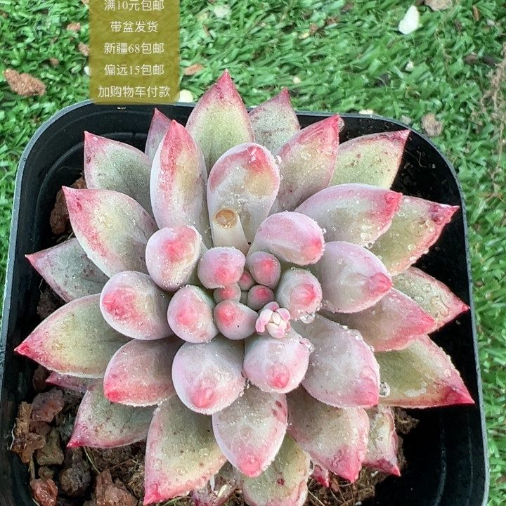 车厘子【加购物车付款满10元包多肉植物