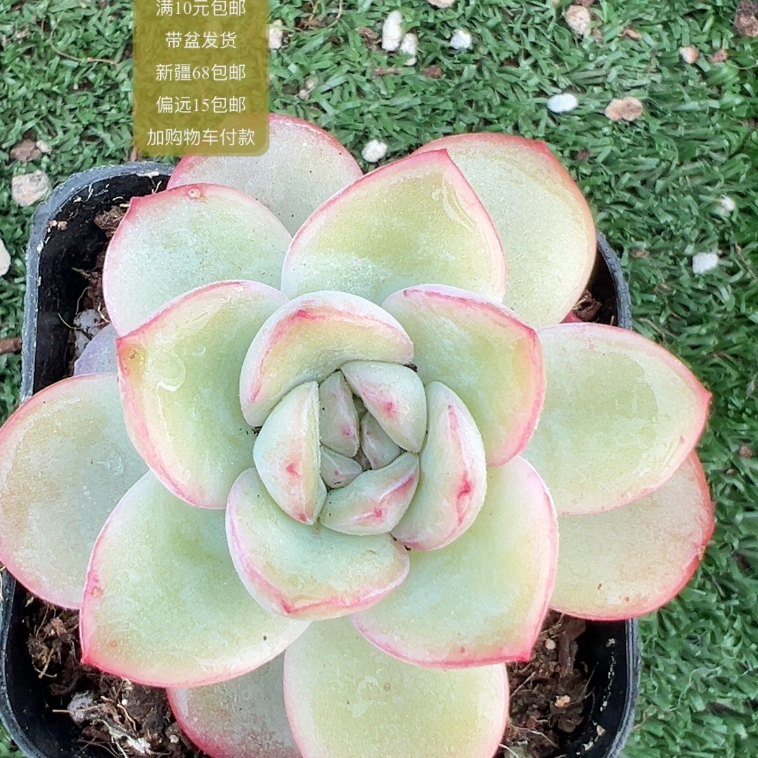 泡芙,鲜花速递/花卉仿真/绿植园艺,多肉植物,淘宝优惠券,粉丝福利购,淘宝优惠卷