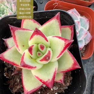 包邮 满10元 加购物车付款 乌木