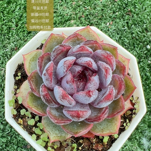 蓝莓【加购物车付款满10元包邮】