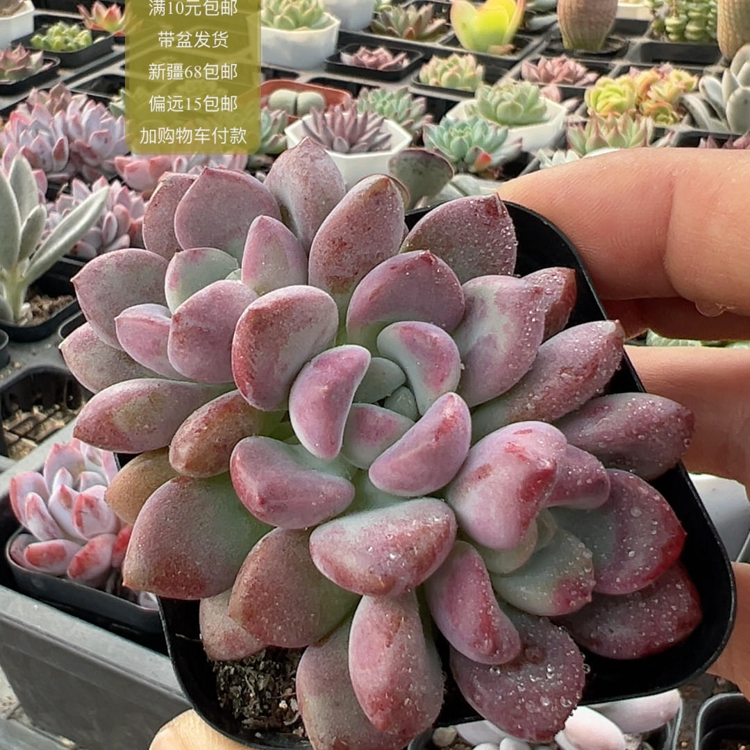 花斑露【加购物车付款满10元包邮】