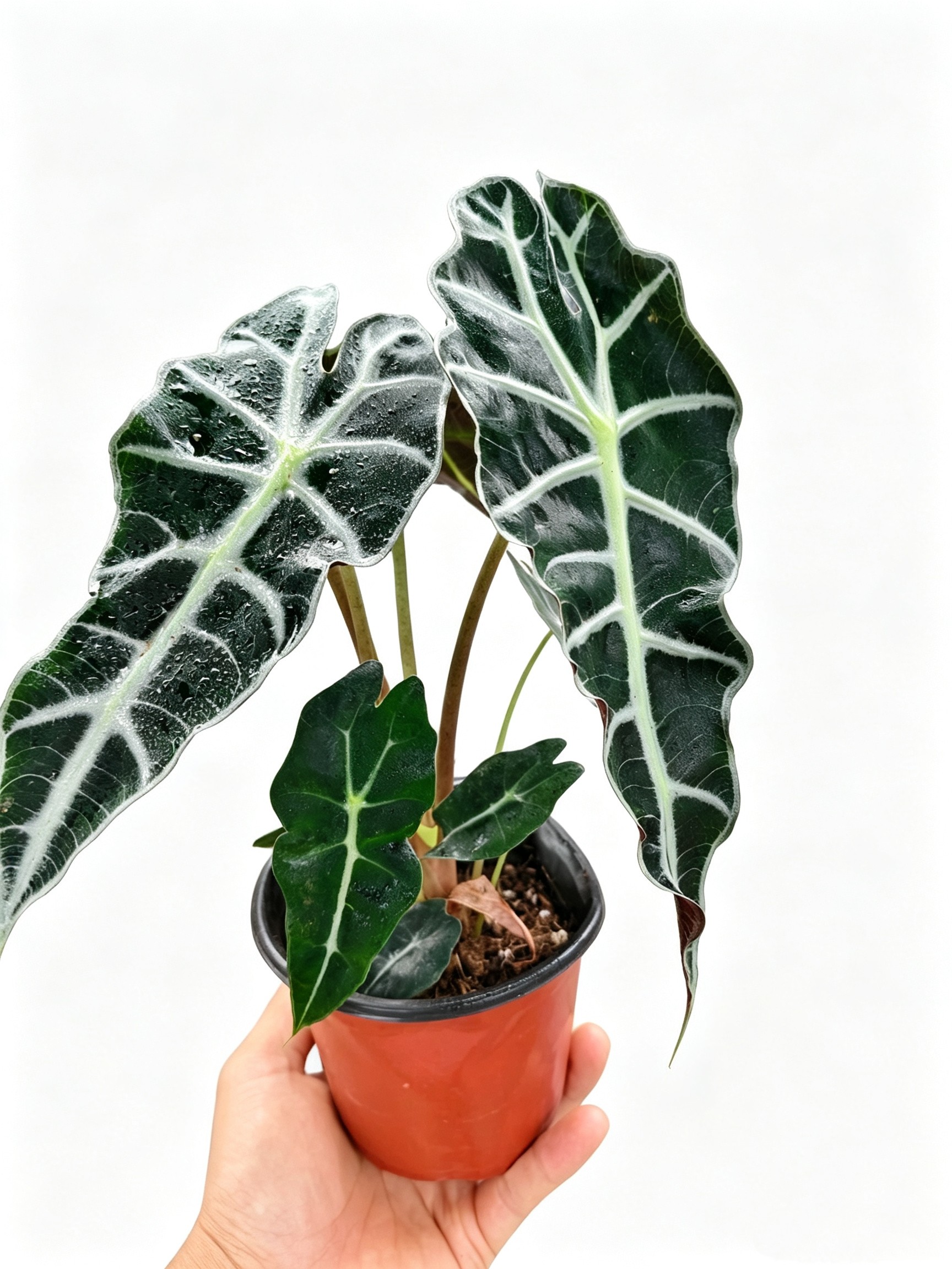 大仙女海芋小仙女海芋室内绿植ins网红植物黑叶观音莲非洲面具