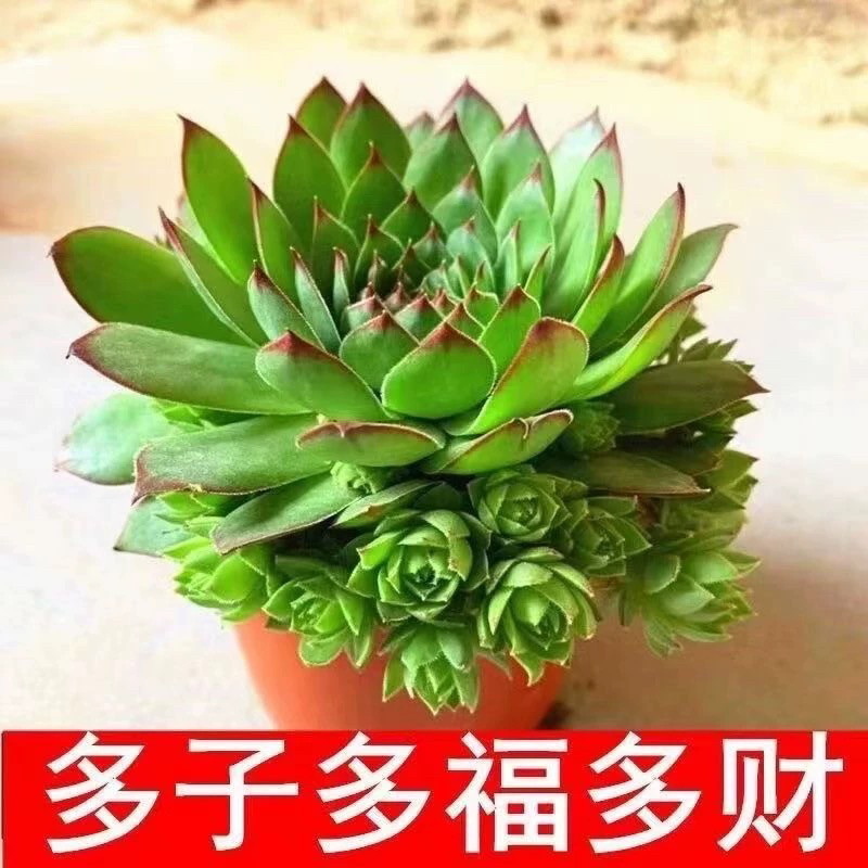 多肉植物观音莲室内好养盆栽容易多肉植物