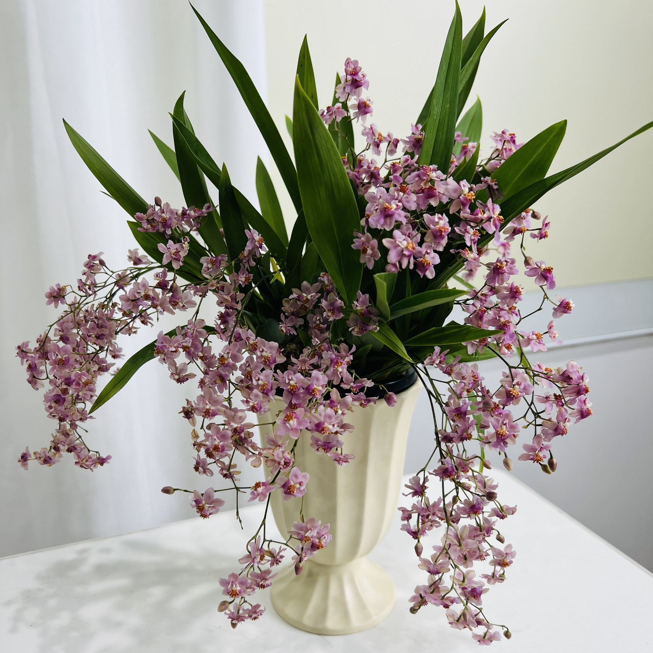 【送陶瓷盆】粉色梦香兰室内客厅桌面盆栽家庭绿植香兰花好养开花,鲜花速递/花卉仿真/绿植园艺,时令草本花卉,淘宝优惠券,粉丝福利购,淘宝优惠卷