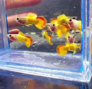 皇家落日玻璃体猫彩虹绚丽孔雀鱼热带淡水黄金小型观赏鱼