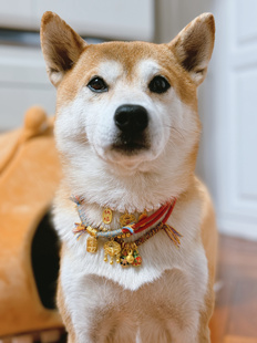 Nick财宠物新年项圈猫狗平安符长命锁小金坨中小型犬可调节