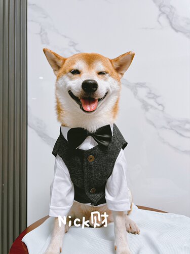 西装领结宠物衣服婚礼宠物