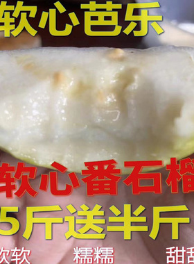 包邮软心白心软糯鸡屎果番石榴芭乐巴乐土芭乐新鲜现摘