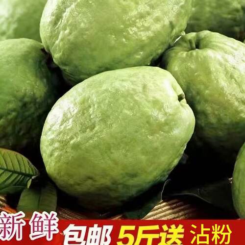 番石榴蕃石榴芭乐5斤包邮送
