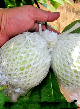 新鲜台湾品种水果红心木子农家送