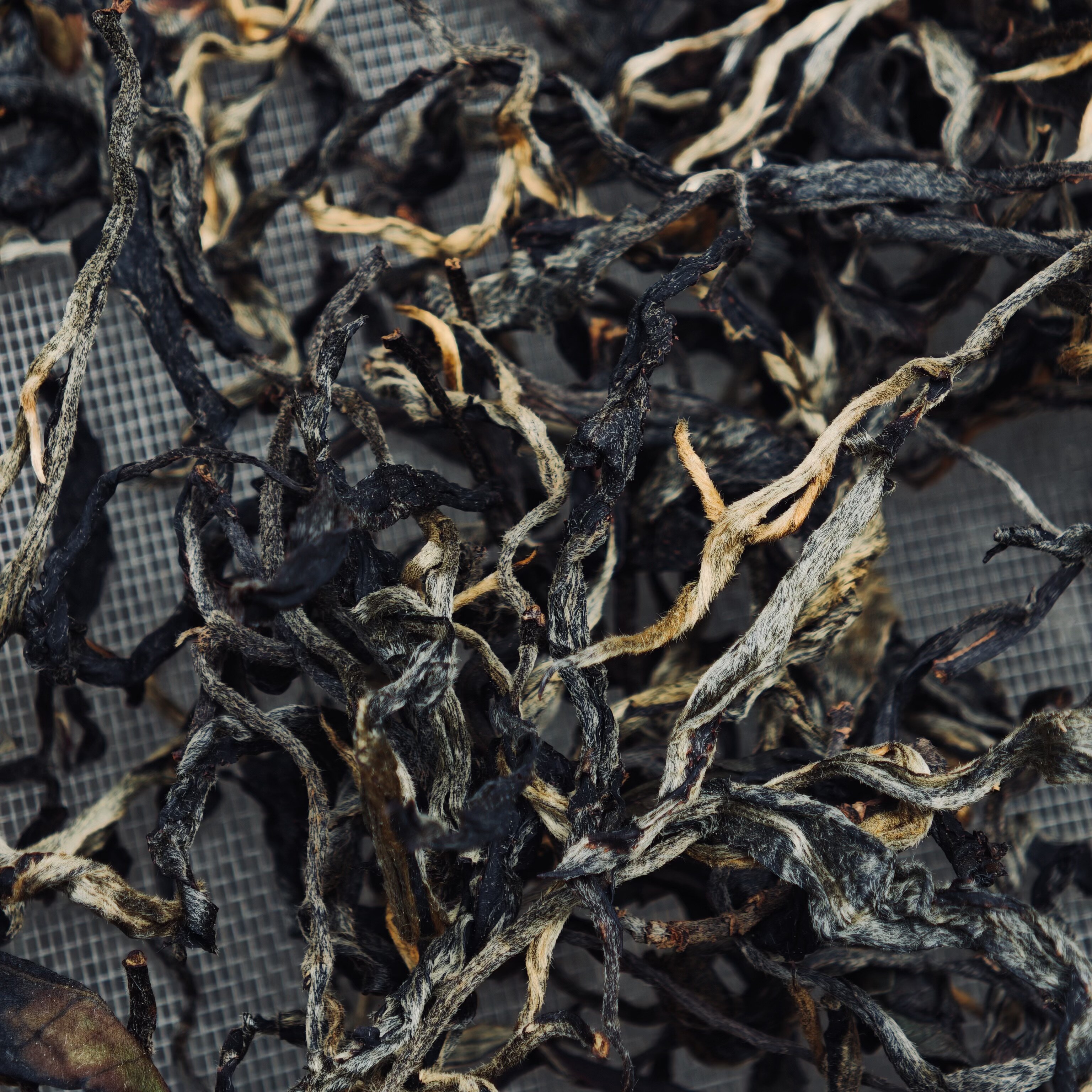 易武瑶山百花潭核心茶王地块挑采晒红茶