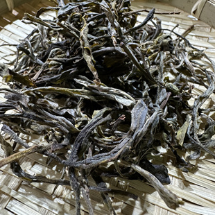 易武刮风寨茶王树挑采