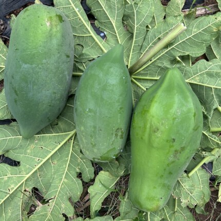 青木瓜广西新鲜产妇哺乳沙拉凉拌做酸蔬菜水果现摘现发番木瓜整箱
