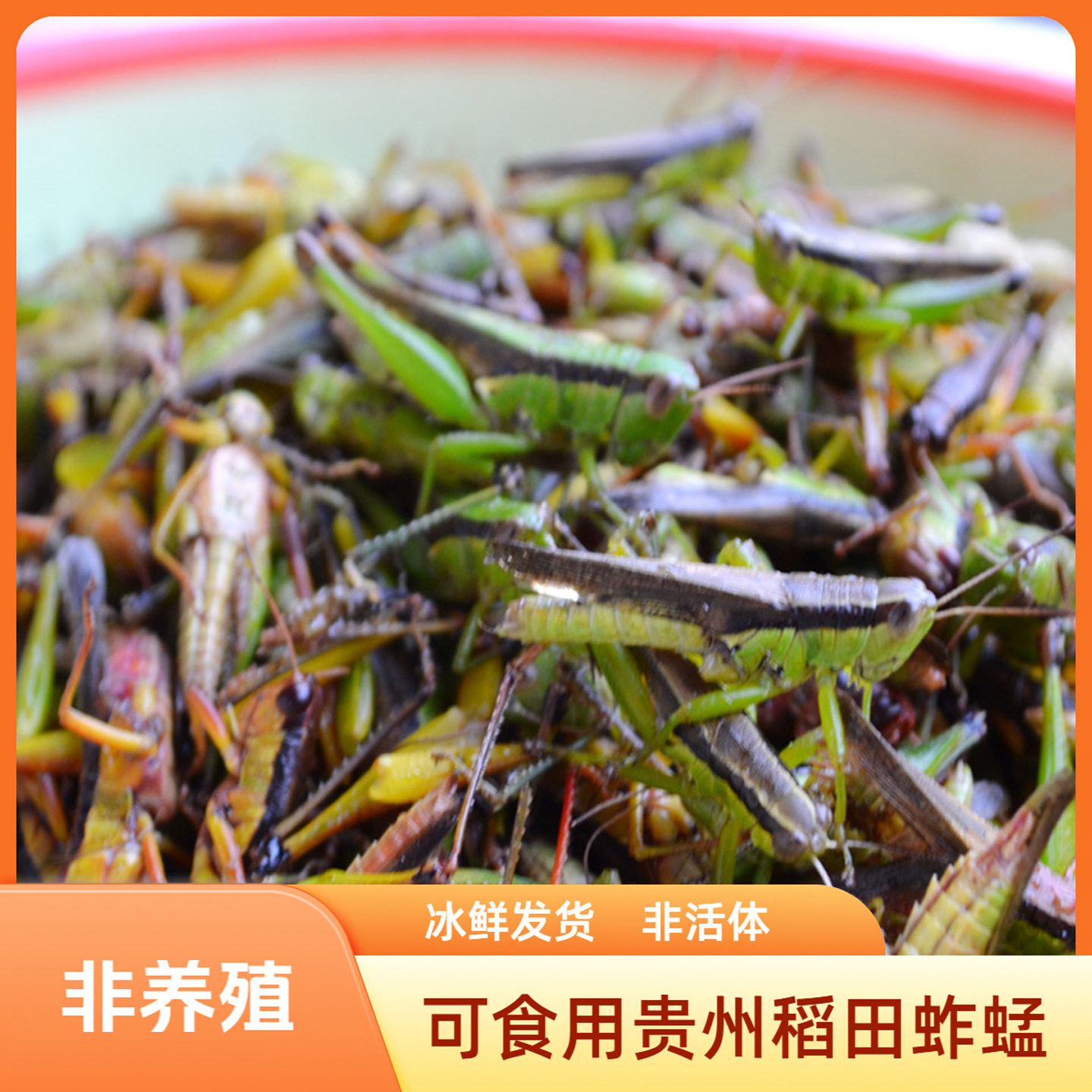 贵州特产蚱蜢稻田蝗虫可食用蚱蜢