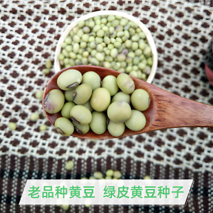 正宗绿皮黄豆种子老品种黄豆非转基因黔东南农家种植本地大豆包邮