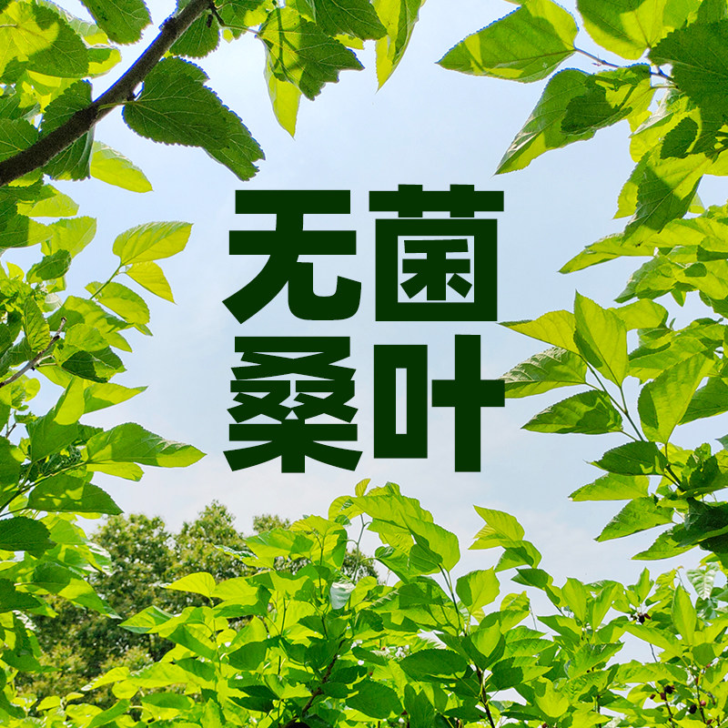 无菌新鲜桑叶养蚕蚕宝宝吃的叶子图片