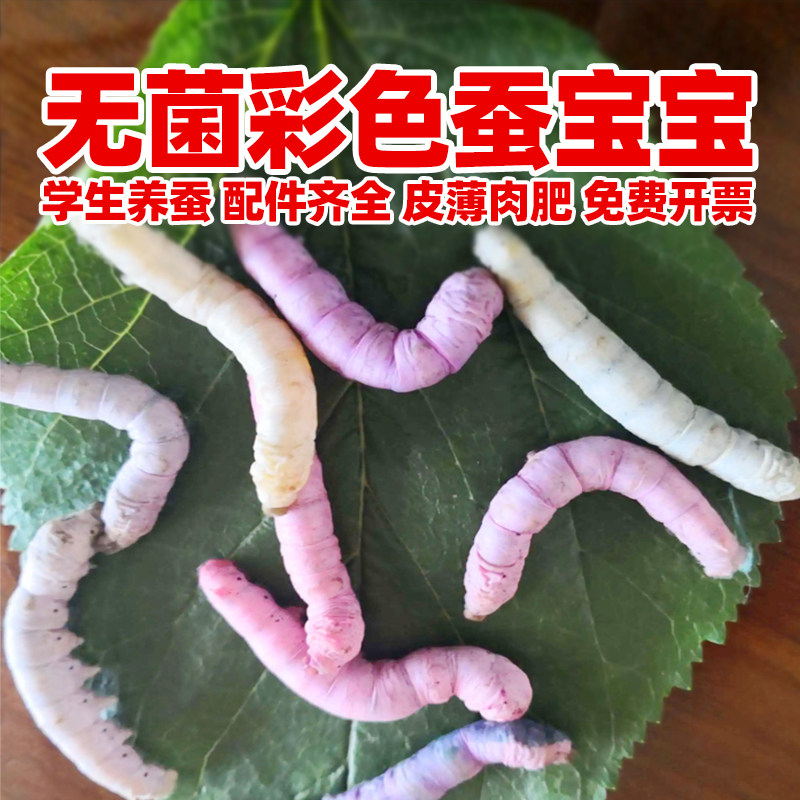无菌彩色蚕宝宝学生养蚕套装籽桑叶金丝小宠物蚕蛹盒子叶子食物粮