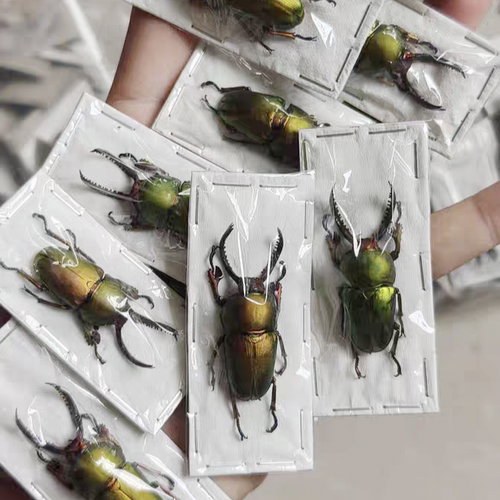 无菌印尼金锹成虫标本原虫锹甲虫昆虫标本湿虫真爬虫宠物自然科普