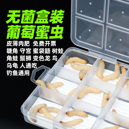无菌高蛋白大葡萄蜜虫玉米虫活虫