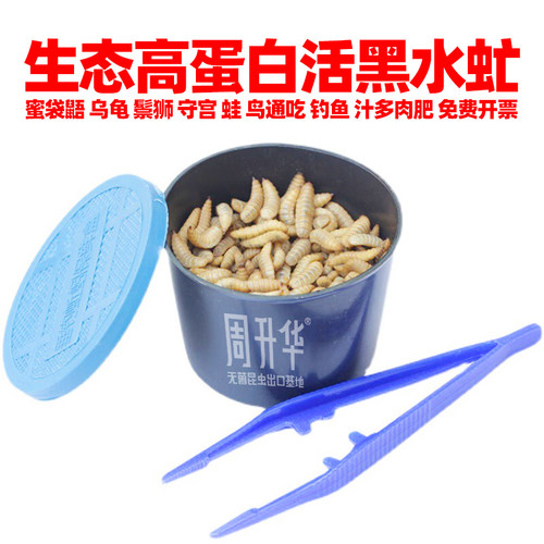 高蛋白活虫黑水虻幼虫爬宠饲料粮
