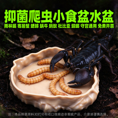 爬虫昆虫喂食盆水盆迷你不占空间