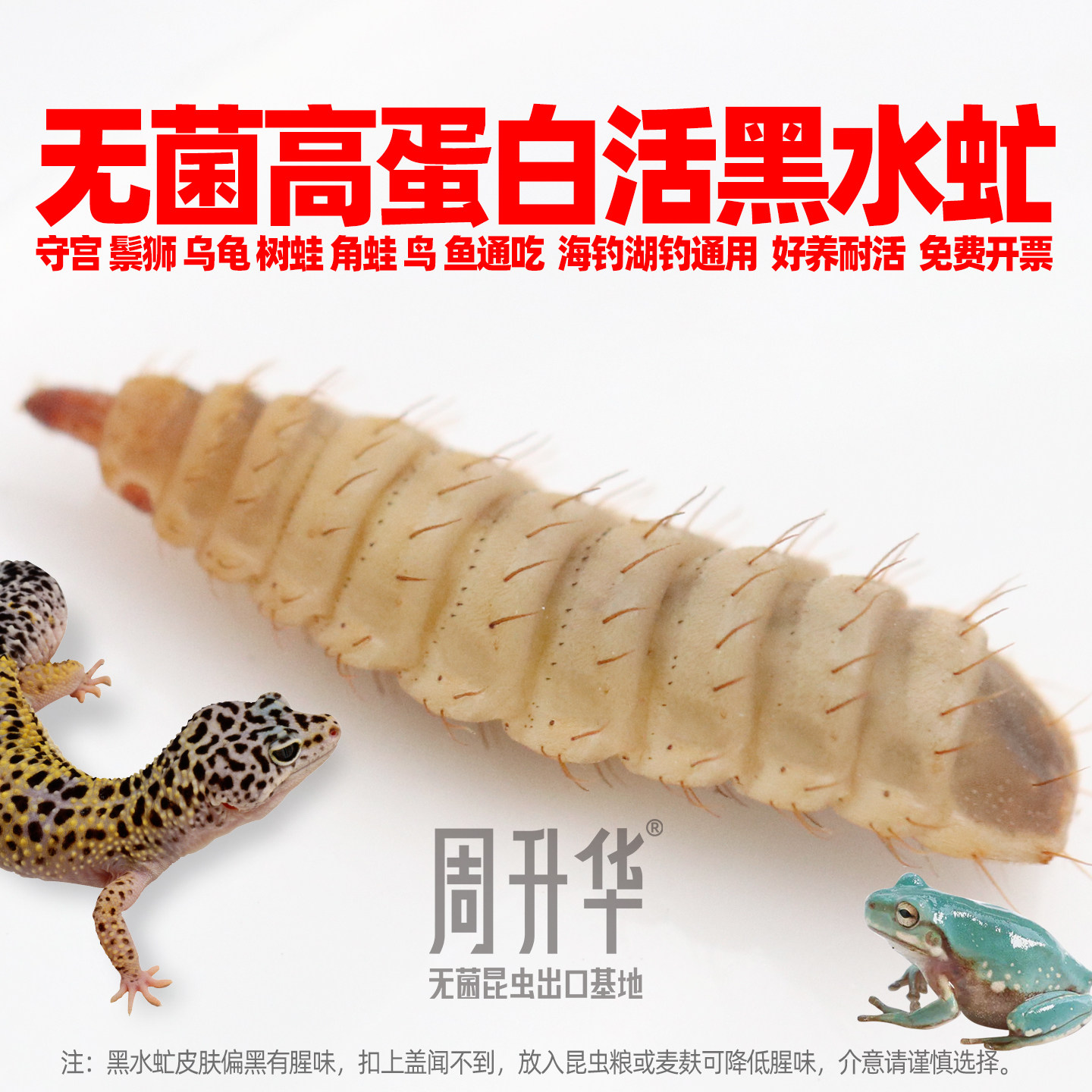 黑水虻活饵料幼虫鱼饵翘嘴钓鱼活虫子守宫乌龟树角蛙鬃狮蜜袋鼯粮