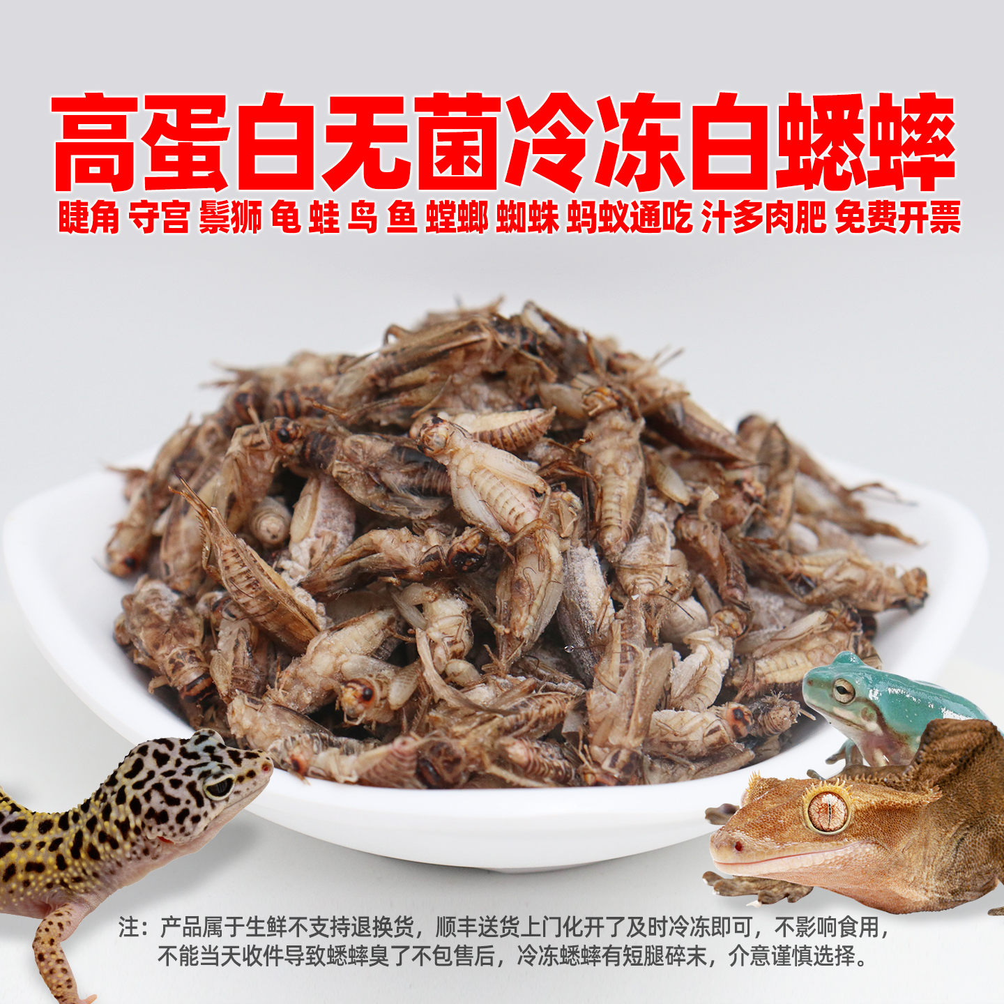 高蛋白无菌冷冻白蟋蟀爬宠粮饲料