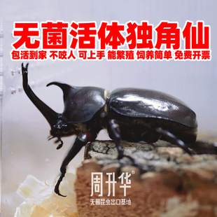 巨型独角仙活虫成虫幼大号虫子宠物饲养盒长戟果冻独角仙甲虫姬兜