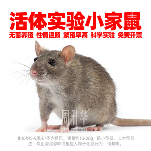 活体CH3/HeNCrl小鼠家鼠AD小鼠C57小黑鼠DBA实验鼠SD大白鼠野老鼠