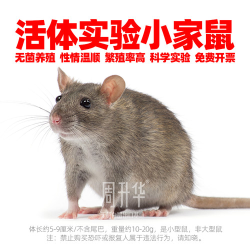爬宠CH3ADBAD小鼠大鼠C57小黑鼠