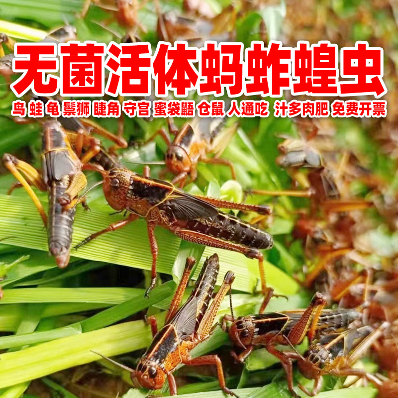 无菌蝗虫蚂蚱活虫幼苗新鲜速冻黄虫活体蛙乌龟鬃狮蜜袋鼯仓鼠鸟粮