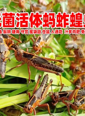 活蚂蚱蝗虫蛙龟鸟鬃狮蜜袋鼯鼠粮